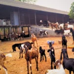 यूपी न्यूज़, गाज़ीपुर न्यूज़, कृषि समाचार, बकरी पालन, रोजगार मेला