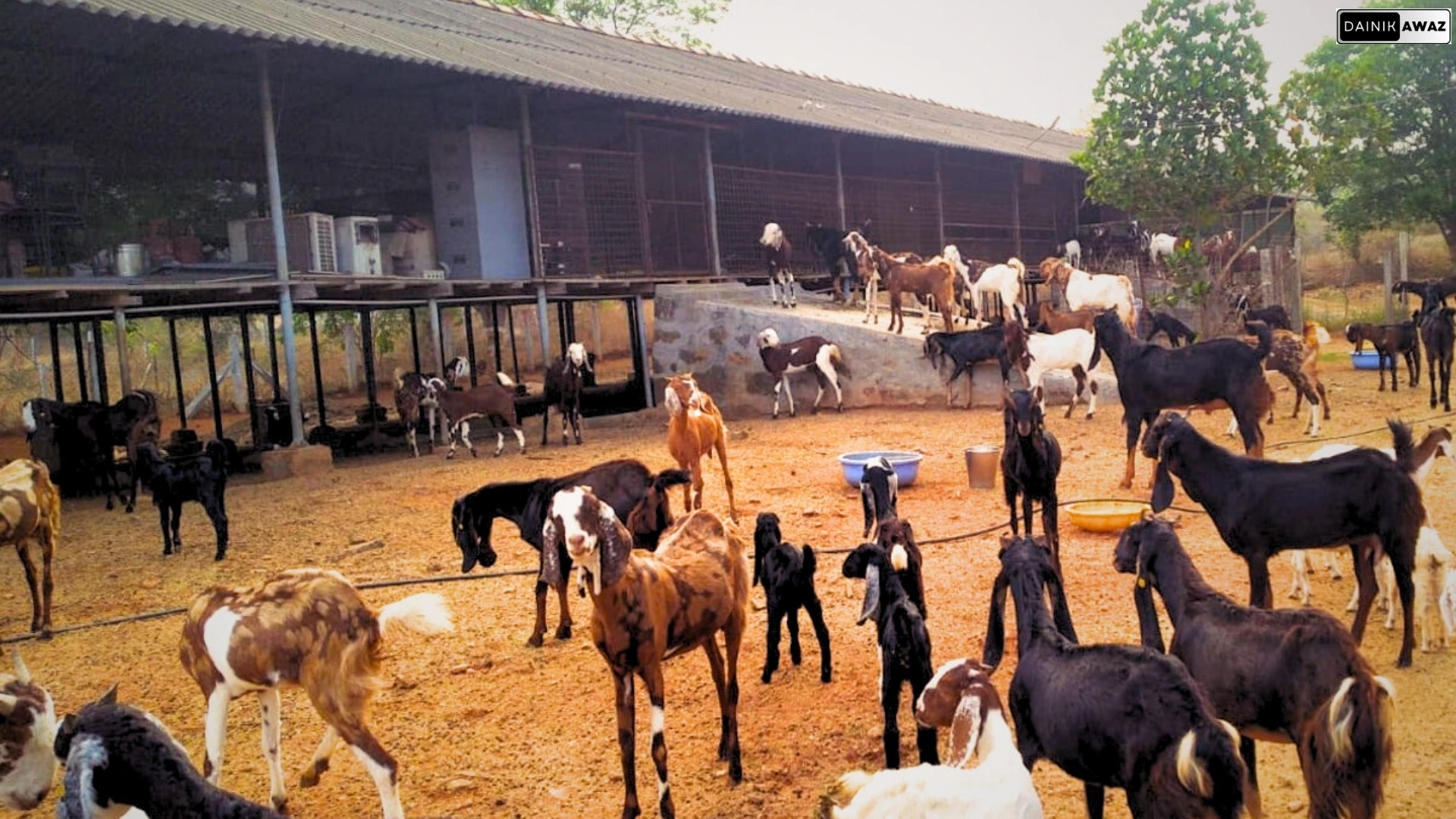 यूपी न्यूज़, गाज़ीपुर न्यूज़, कृषि समाचार, बकरी पालन, रोजगार मेला