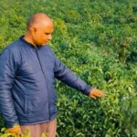 गाज़ीपुर, गाज़ीपुर न्यूज़, मिर्च की खेती, अवथहीं गांव का किसान, दिवाकर राय, तीन महीने में 35 लाख
